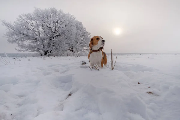 Beagle bei einem Spaziergang im verschneiten Wald an einem Wintertag — Stockfoto
