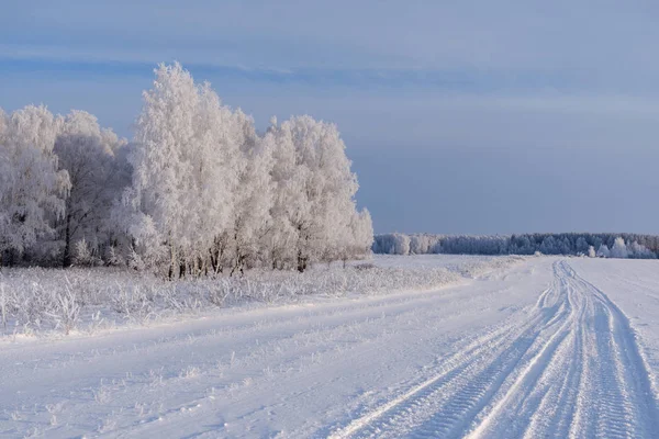 Θαυμάσιο χειμερινό τοπίο με άσπρα δέντρα — Φωτογραφία Αρχείου