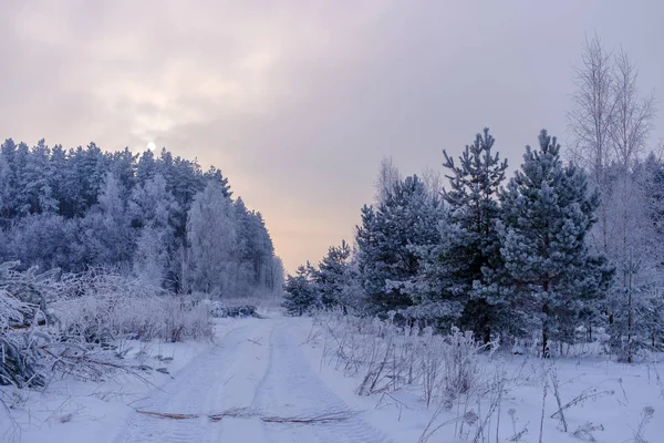 Wunderschöner Winterwald und die Sonne im Nebelschleier — Stockfoto