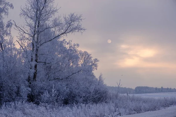 Schönen Winterwald Und Die Sonne Durch Den Nebligen Dunst Der — Stockfoto