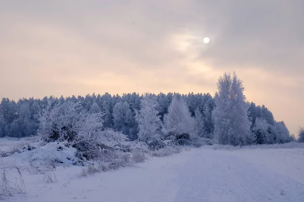 Belle forêt d'hiver et le soleil à travers la brume de brouillard — Photo