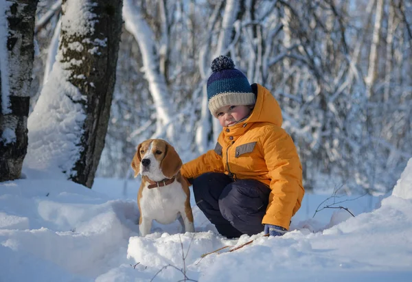 Pojke och beaglehund i vinter snöig skog — Stockfoto