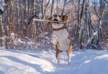 Etrafta dolanan ve kış orman ile oynarken beagle