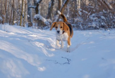 Etrafta dolanan ve kış orman ile oynarken beagle