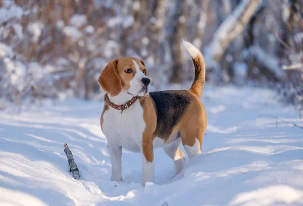 Beagle correndo e brincando com a floresta de inverno — Fotografia de Stock