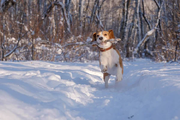 Beagle running around and playing with the winter forest — Stock Photo, Image