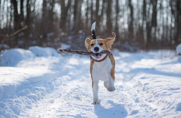 Beagle Perro Corre Juega Bosque Invierno Día Soleado Helado —  Fotos de Stock