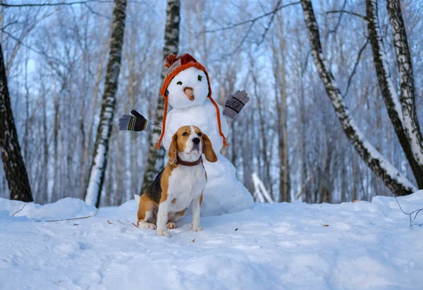 Λαγωνικό Σκύλο Και Χιονάνθρωπος Χειμώνα Χιονισμένο Δάσος — Φωτογραφία Αρχείου