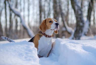 Beagle köpek kış ormandaki portresi