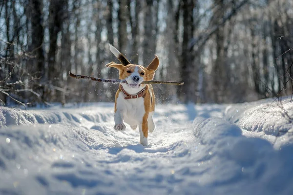 ビーグル犬走り回っていると冬の森で遊ぶ — ストック写真