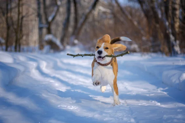 Etrafta dolanan ve kış orman ile oynarken beagle — Stok fotoğraf