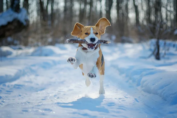 Etrafta dolanan ve kış orman ile oynarken beagle