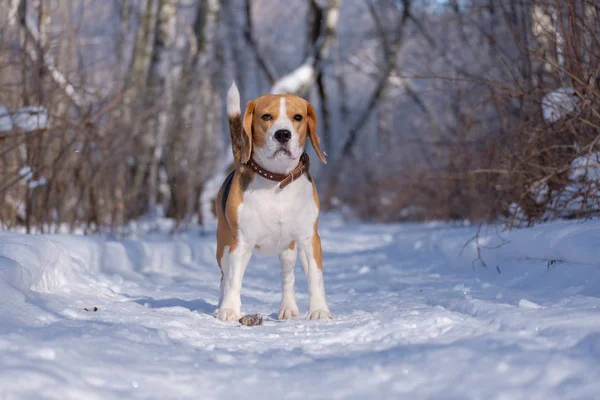 Beagle correndo e brincando com a floresta de inverno — Fotografia de Stock