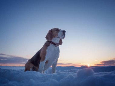 Beagle köpek yürüyüşe Mart akşamı gün batımında