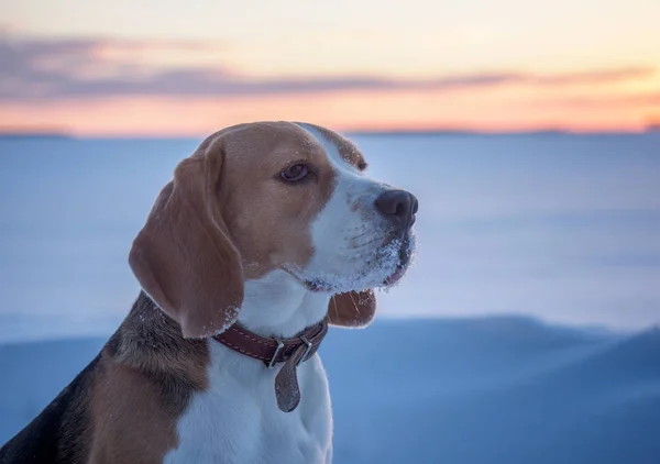 Cão beagle em um passeio ao pôr do sol em uma noite de março — Fotografia de Stock