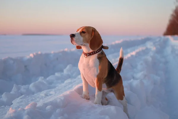 Beagle köpek yürüyüşe Mart akşamı gün batımında — Stok fotoğraf