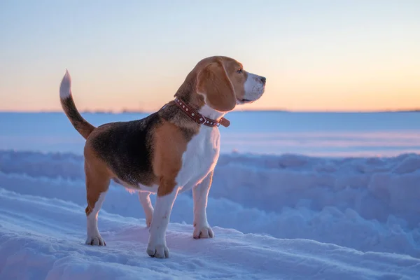 Cão beagle em um passeio ao pôr do sol em uma noite de março — Fotografia de Stock