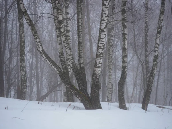 Paysage printanier avec des bouleaux dans le brouillard — Photo