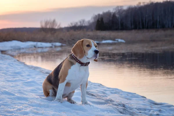 Cão beagle em um passeio na primavera na orla — Fotografia de Stock