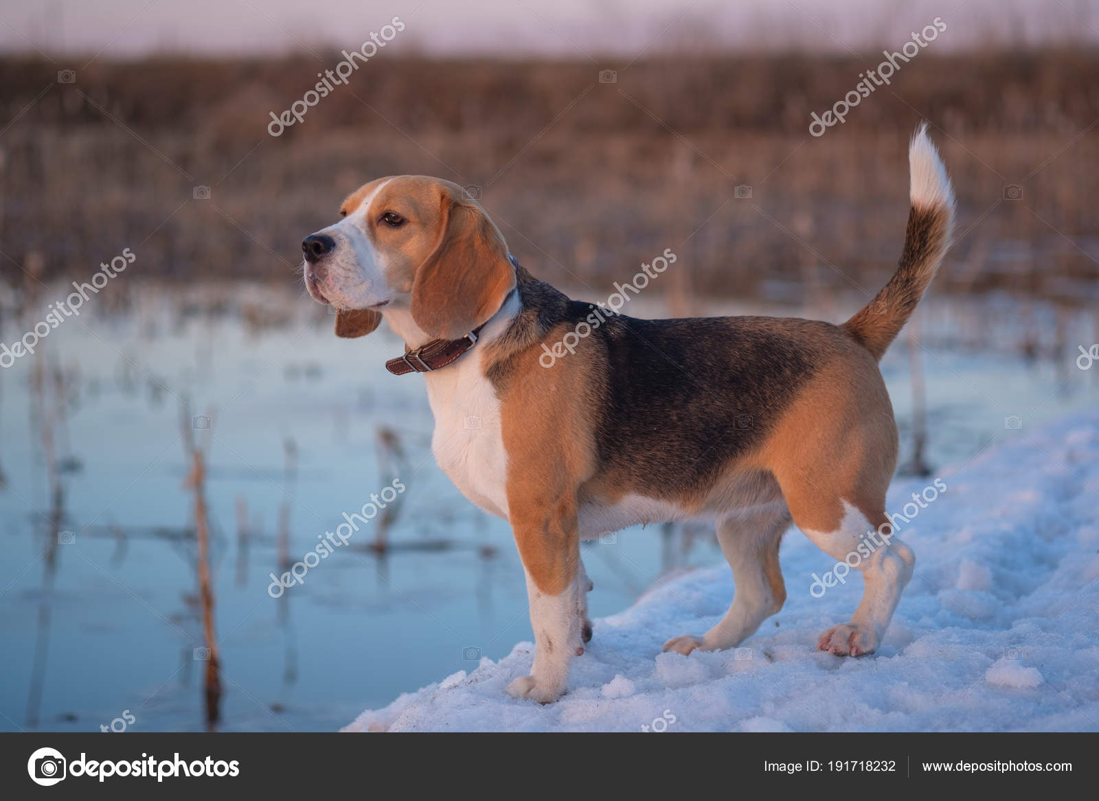 Chien Beagle Au Cours De La Chasse Au Canard Photographie