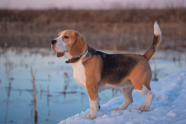 Cão beagle durante a caça ao pato — Fotografia de Stock