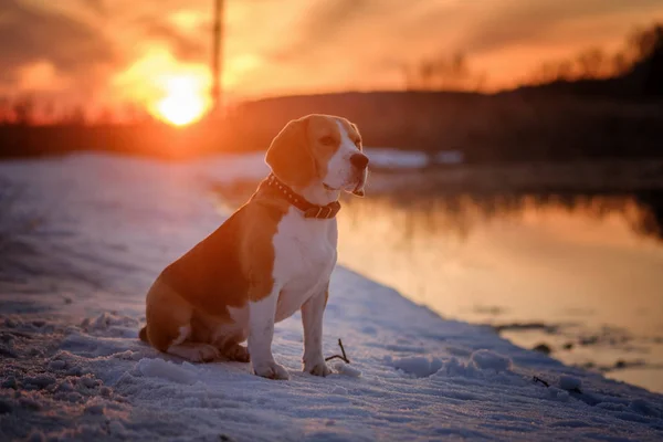 Cão beagle durante a caça ao pato — Fotografia de Stock