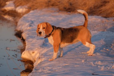 Beagle köpek ördek avına sırasında
