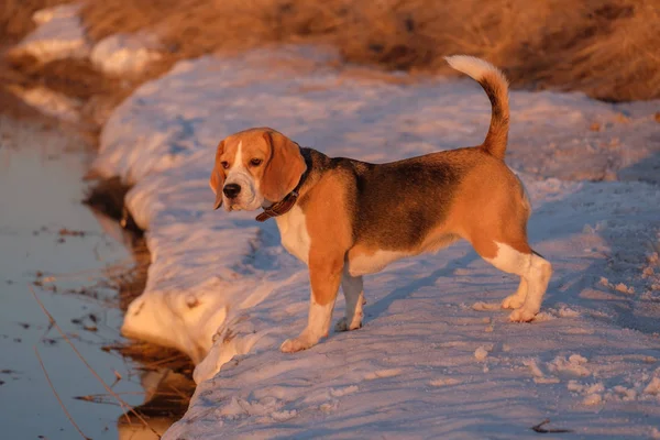 Beagle dog during duck hunting