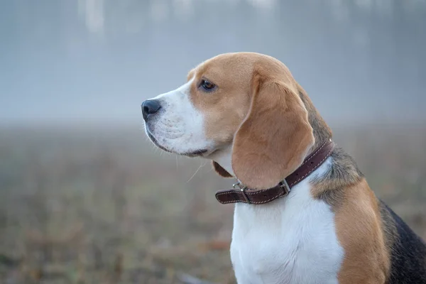 Beaglehund på en promenad i dimman — Stockfoto