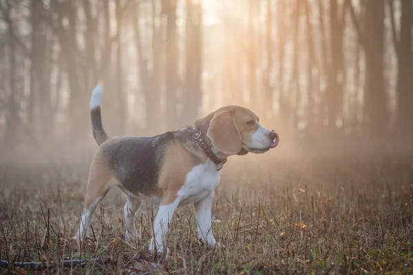 Beagle-Hund beim Gassigehen im Nebel — Stockfoto