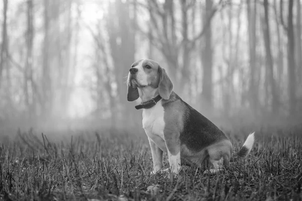 霧の中の散歩にビーグル犬 — ストック写真