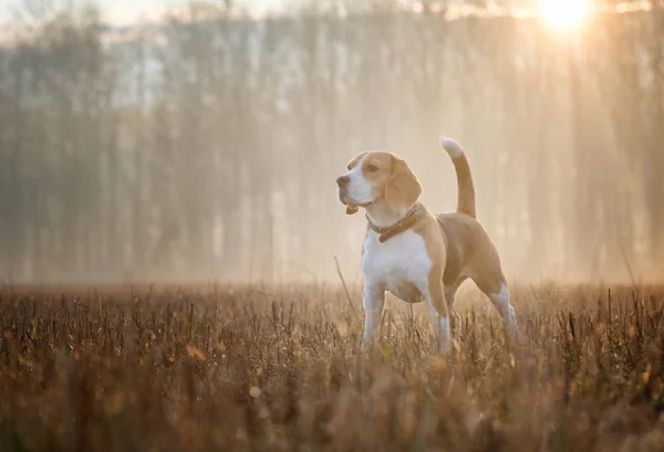 Beaglehund på en promenad i dimman — Stockfoto
