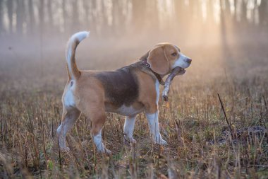 Beagle köpek yürüyüşe siste