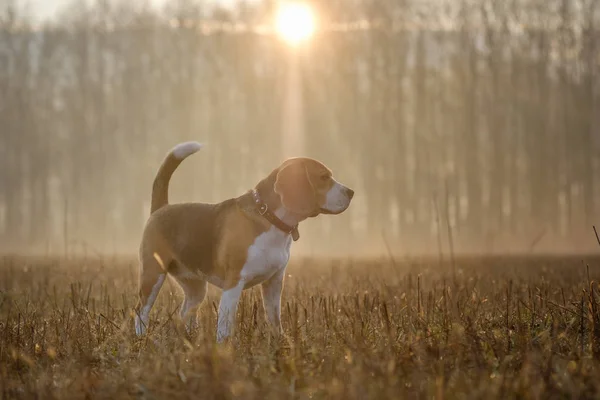 Beagle perro en un paseo en la niebla —  Fotos de Stock