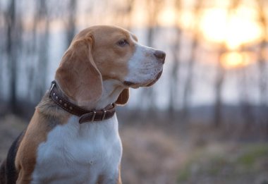 Beagle köpek yürüyüşe bahar gün batımında
