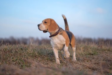 Beagle köpek yürüyüşe bahar gün batımında