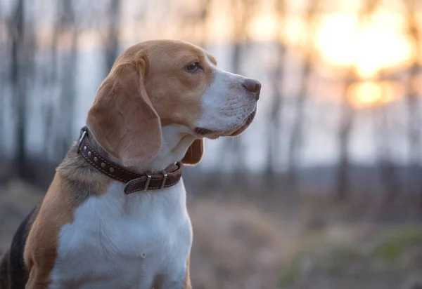 Beaglehund på en promenad i våren vid solnedgången — Stockfoto