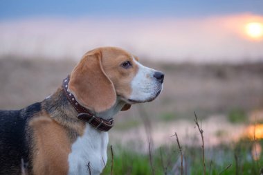 Beagle köpek yürüyüşe bahar su birikintileri üzerinden