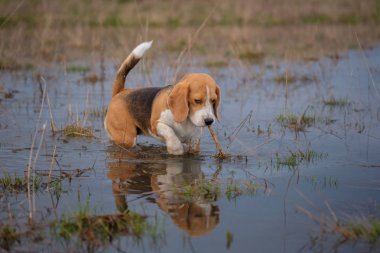 Beagle köpek yürüyüşe bahar su birikintileri üzerinden