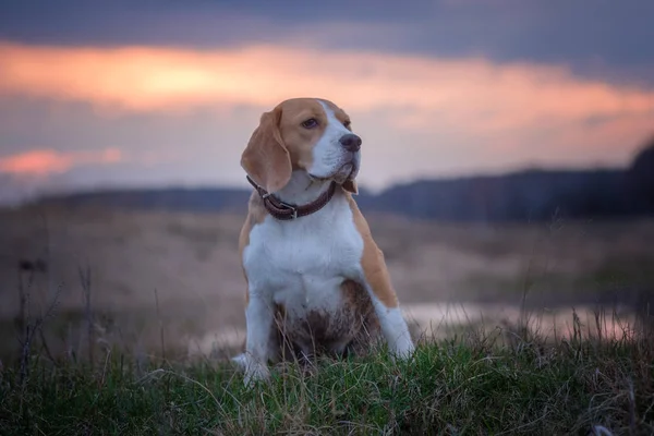 Beaglehund på en promenad genom våren pölar — Stockfoto