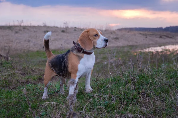Cão beagle em um passeio pelas poças da primavera — Fotografia de Stock