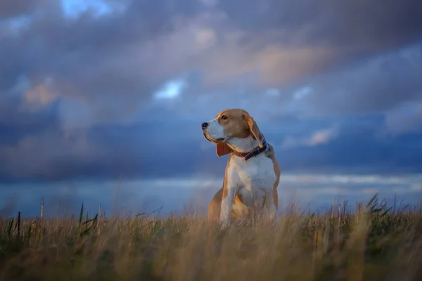 Beagle hond op een wandeling in het voorjaar bij zonsondergang — Stockfoto