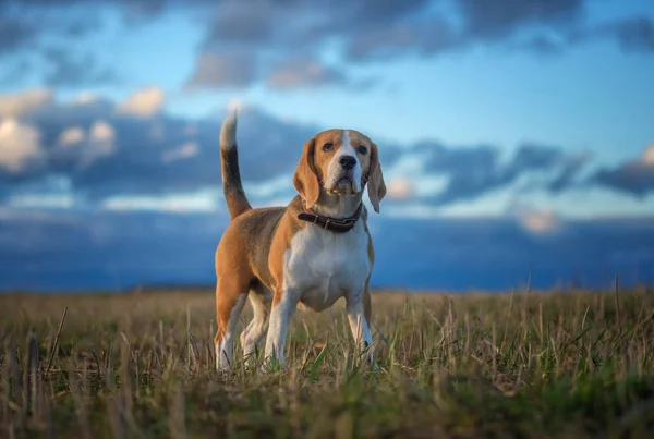 Beaglehund på en promenad i våren vid solnedgången — Stockfoto