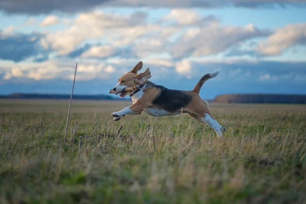 Cão beagle em um passeio na primavera ao pôr do sol — Fotografia de Stock