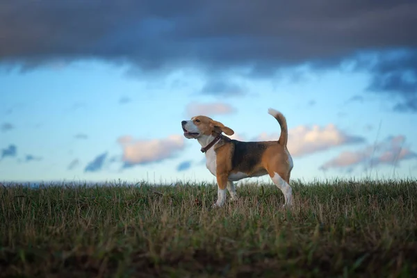 Beagle perro en un paseo en la primavera al atardecer —  Fotos de Stock
