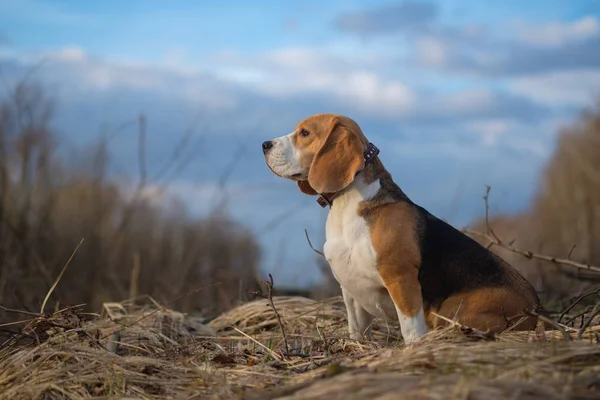 Portrait du chien Beagle dans la forêt — Photo