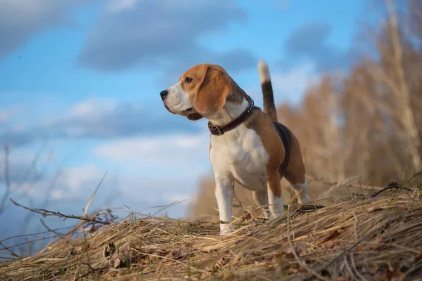 Portrait du chien Beagle dans la forêt — Photo