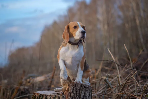 Drôle chien beagle assis sur une souche dans les bois — Photo