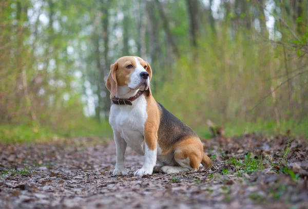 Beagle pour une promenade dans le parc de printemps — Photo