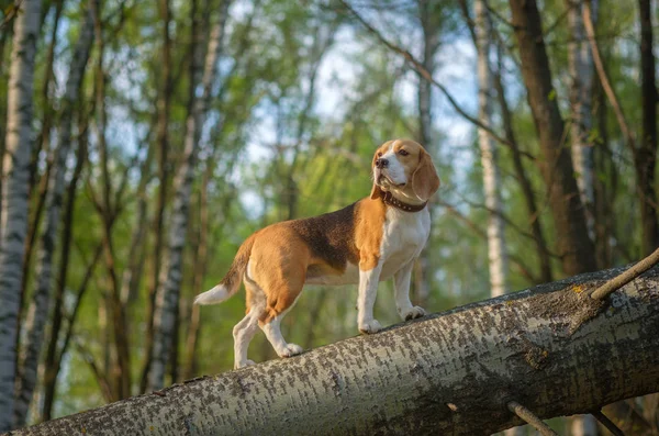 Beagle pour une promenade dans le parc de printemps — Photo